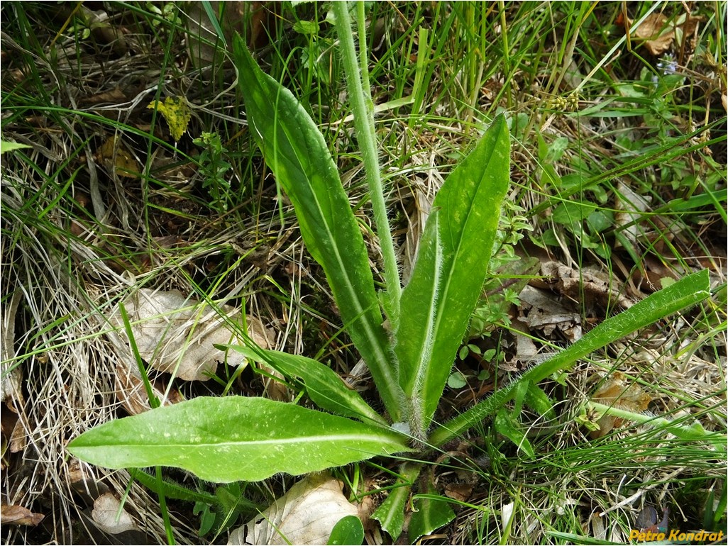 Image of Pilosella aurantiaca specimen.