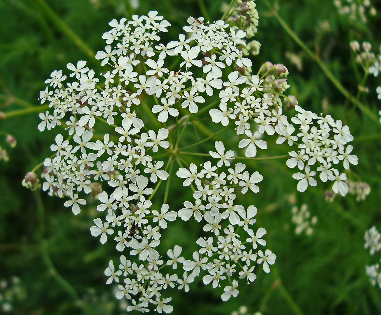 Изображение особи Anthriscus sylvestris.