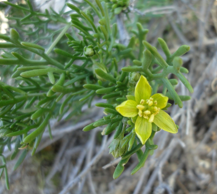Image of Malacocarpus crithmifolius specimen.