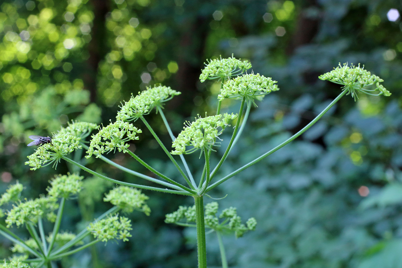 Изображение особи Heracleum sibiricum.