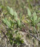 Salix myrtilloides. Ветка цветущего мужского растения. Мурманская обл., Кольский р-н, заболоченный берег оз. Кильдинское. 03.07.2017.