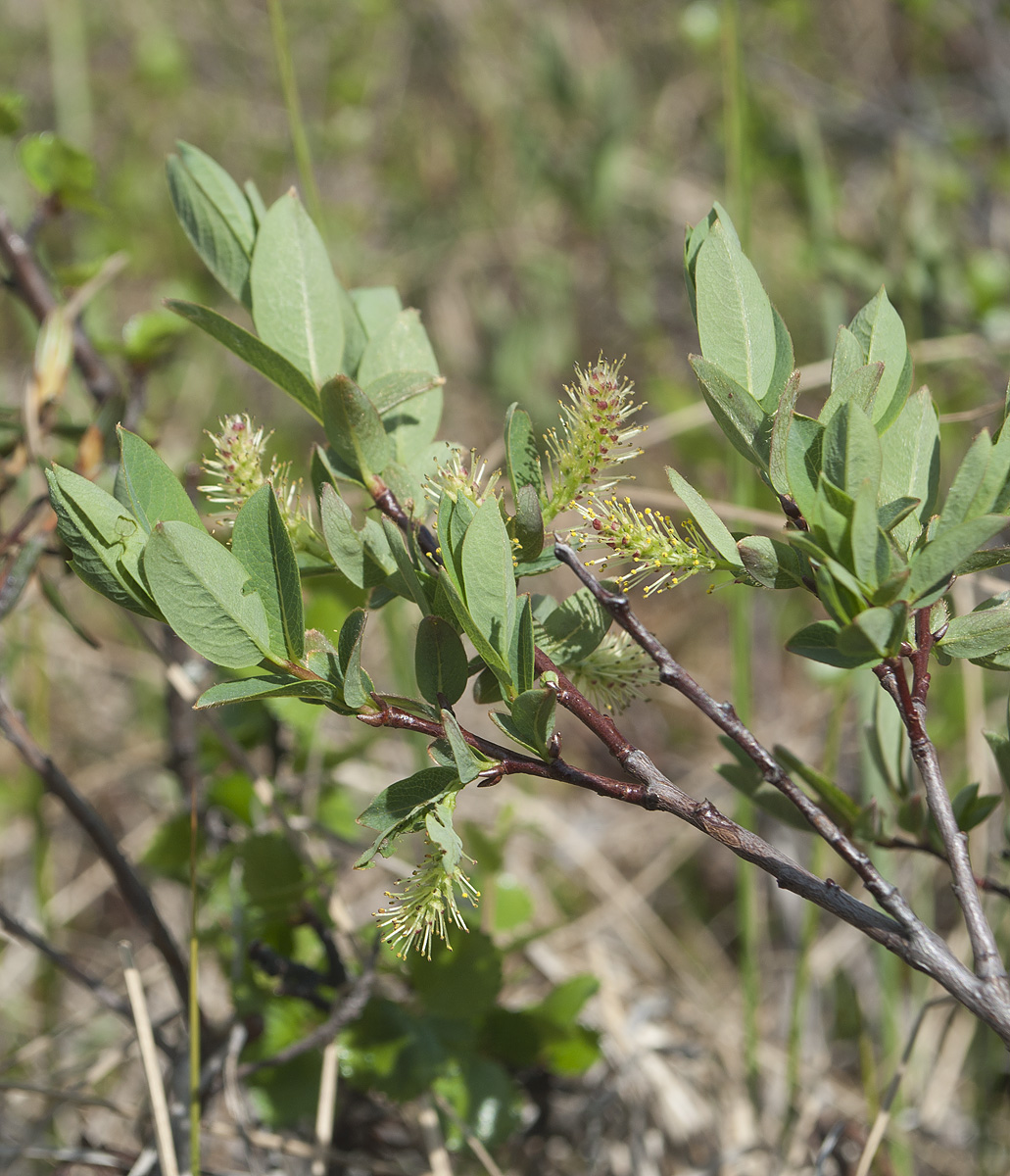 Image of Salix myrtilloides specimen.