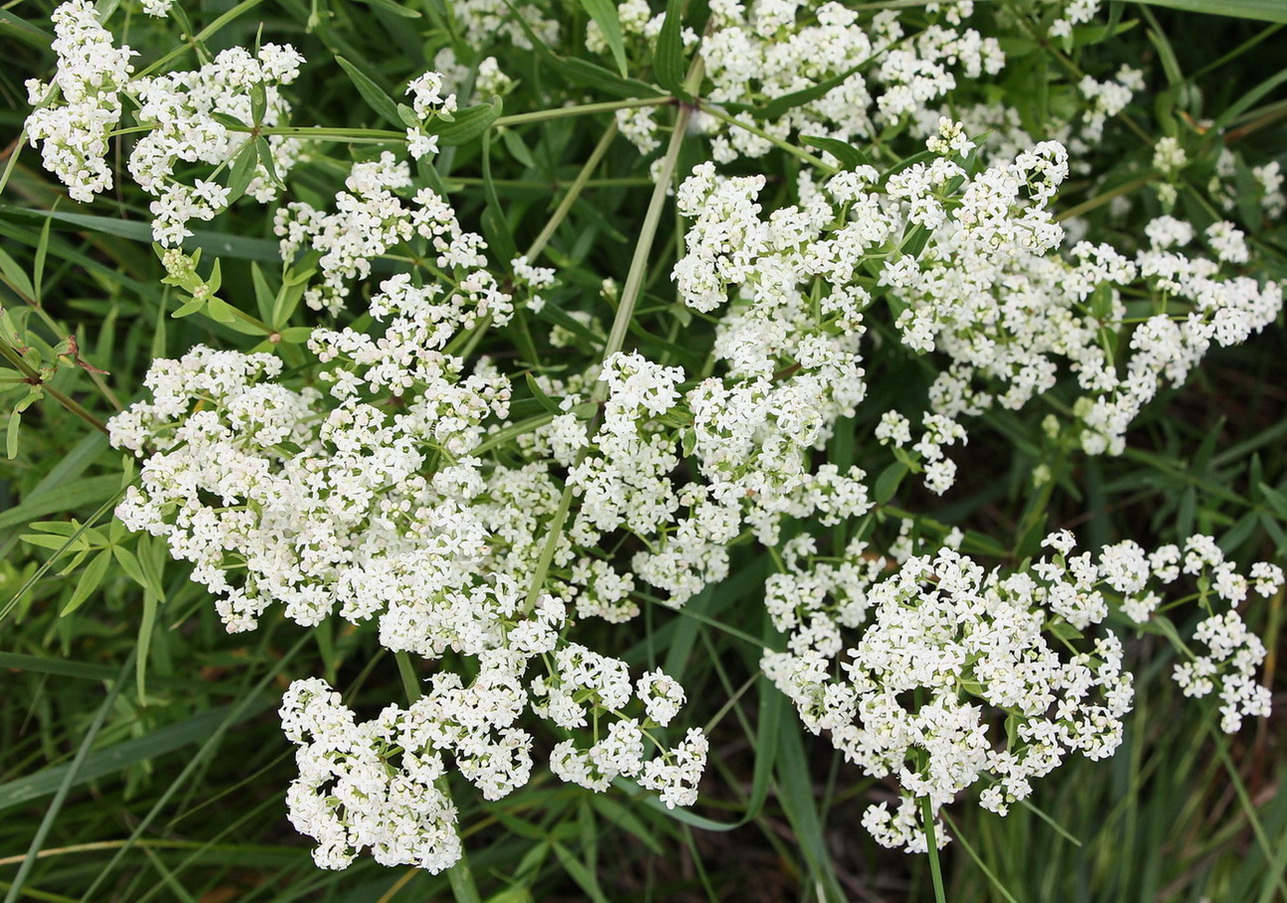 Image of Galium boreale specimen.