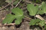 Heracleum sibiricum