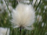 Eriophorum vaginatum. Соплодие. Тверская обл., Кимрский р-н, Подберезовское лесничество, заболоченная вырубка под линией электропередач. 11.06.2017.