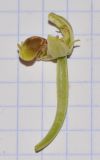 Image of taxon representative. Author is Татьяна Мальчинская