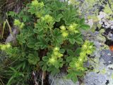 Potentilla brachypetala