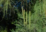 Moringa peregrina