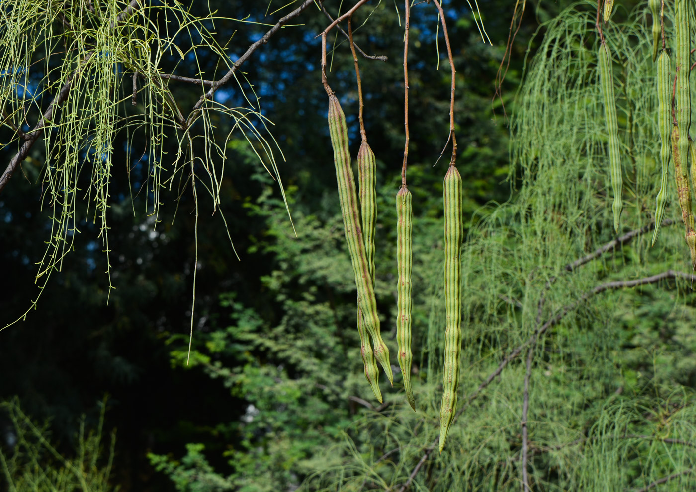 Изображение особи Moringa peregrina.