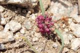 Allium oreophilum