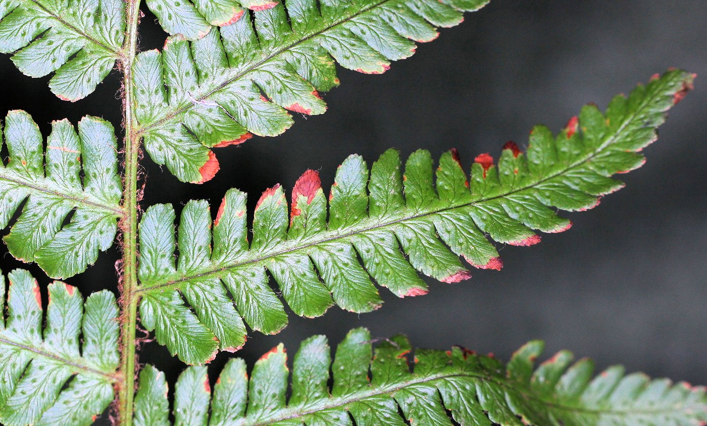 Изображение особи Dryopteris crassirhizoma.