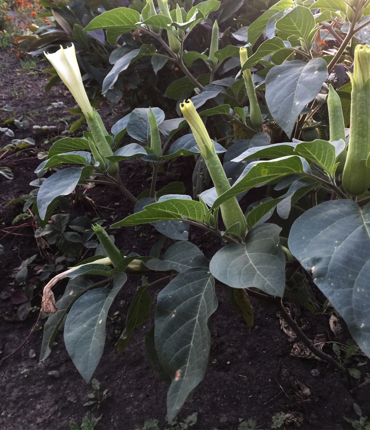 Image of Datura innoxia specimen.