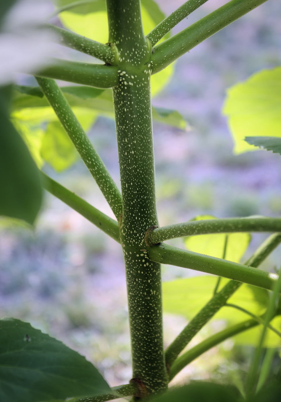 Image of Paulownia tomentosa specimen.