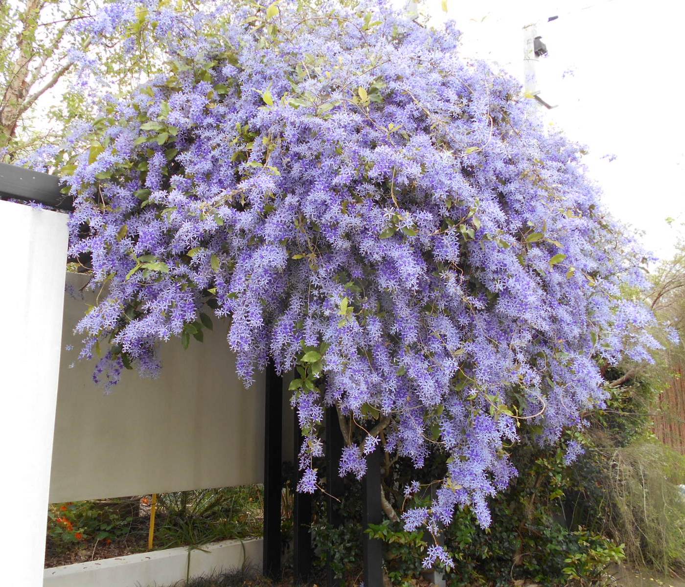 Изображение особи Petrea volubilis.