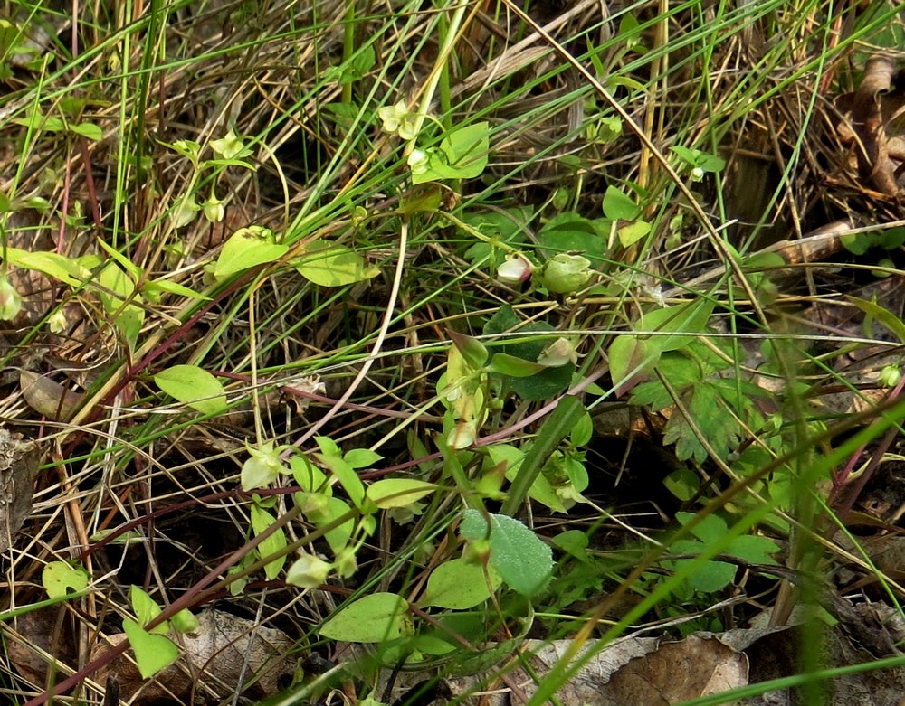 Изображение особи Anagallidium dichotomum.