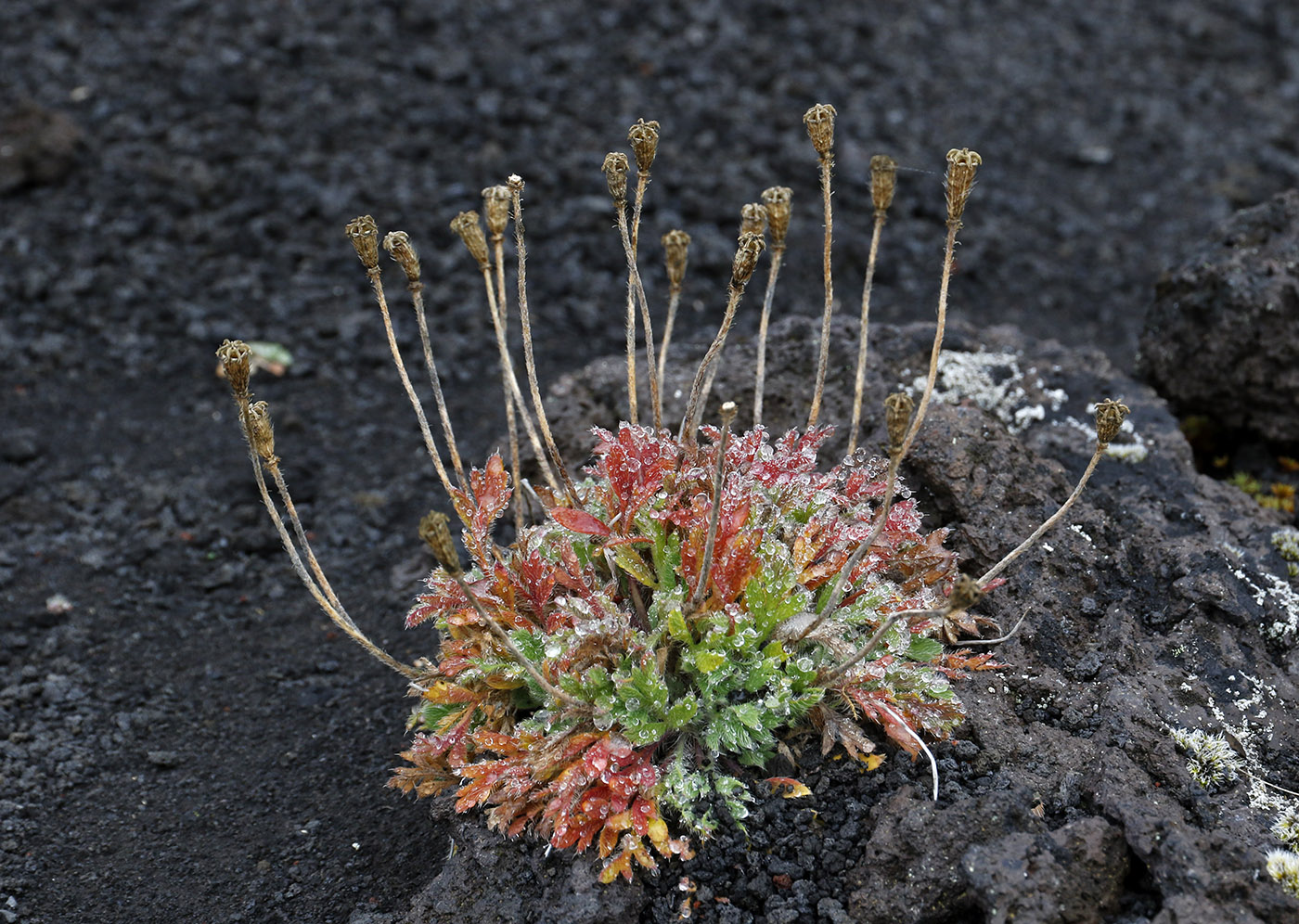 Изображение особи Papaver microcarpum.