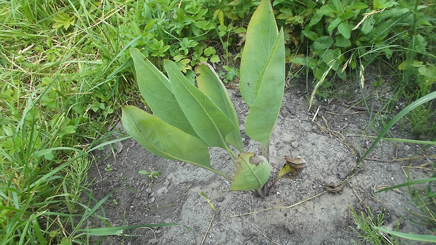 Image of Rudbeckia maxima specimen.