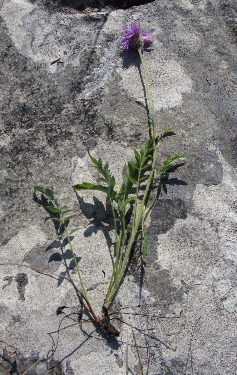 Image of genus Psephellus specimen.