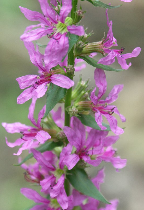 Изображение особи Lythrum salicaria.