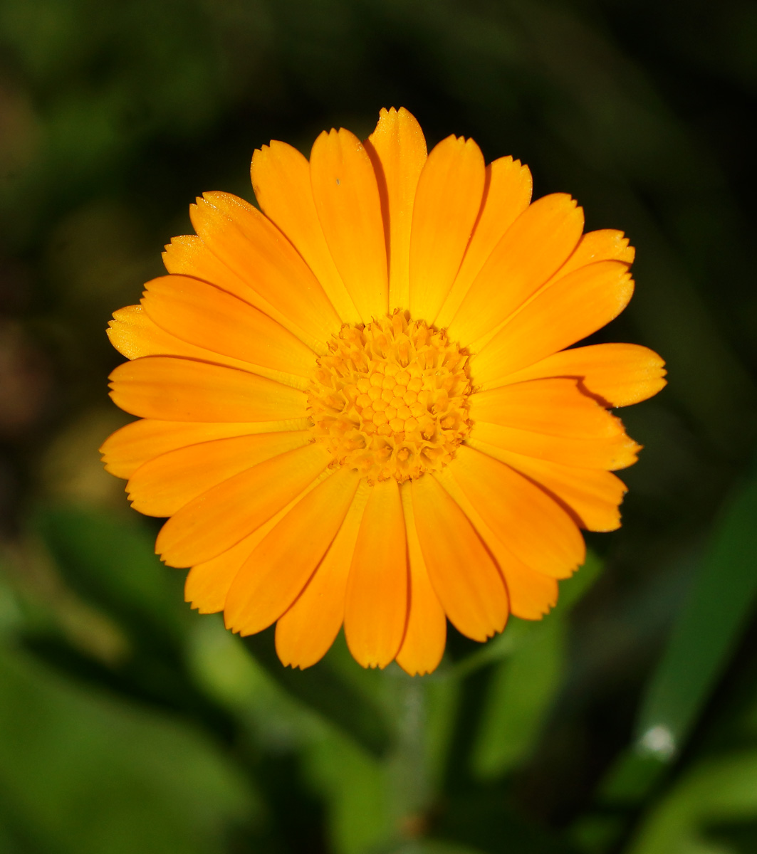 Изображение особи Calendula officinalis.