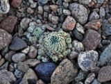 Orostachys spinosa. Вегетирующее растение. Монголия, аймак Завхан, западные отроги хребта Хангай, ≈ 2000 м н.у.м., каменистая осыпь. 07.06.2017.