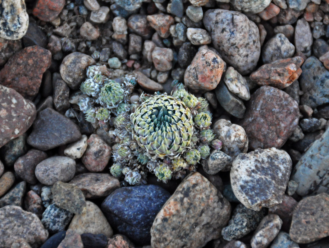 Image of Orostachys spinosa specimen.