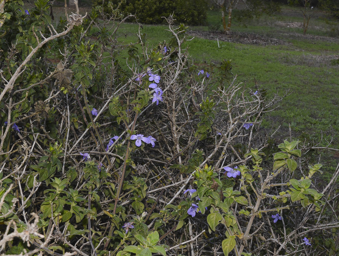 Изображение особи Barleria obtusa.