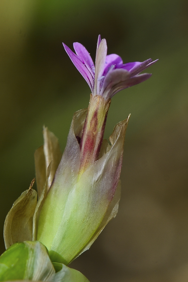 Image of Petrorhagia dubia specimen.