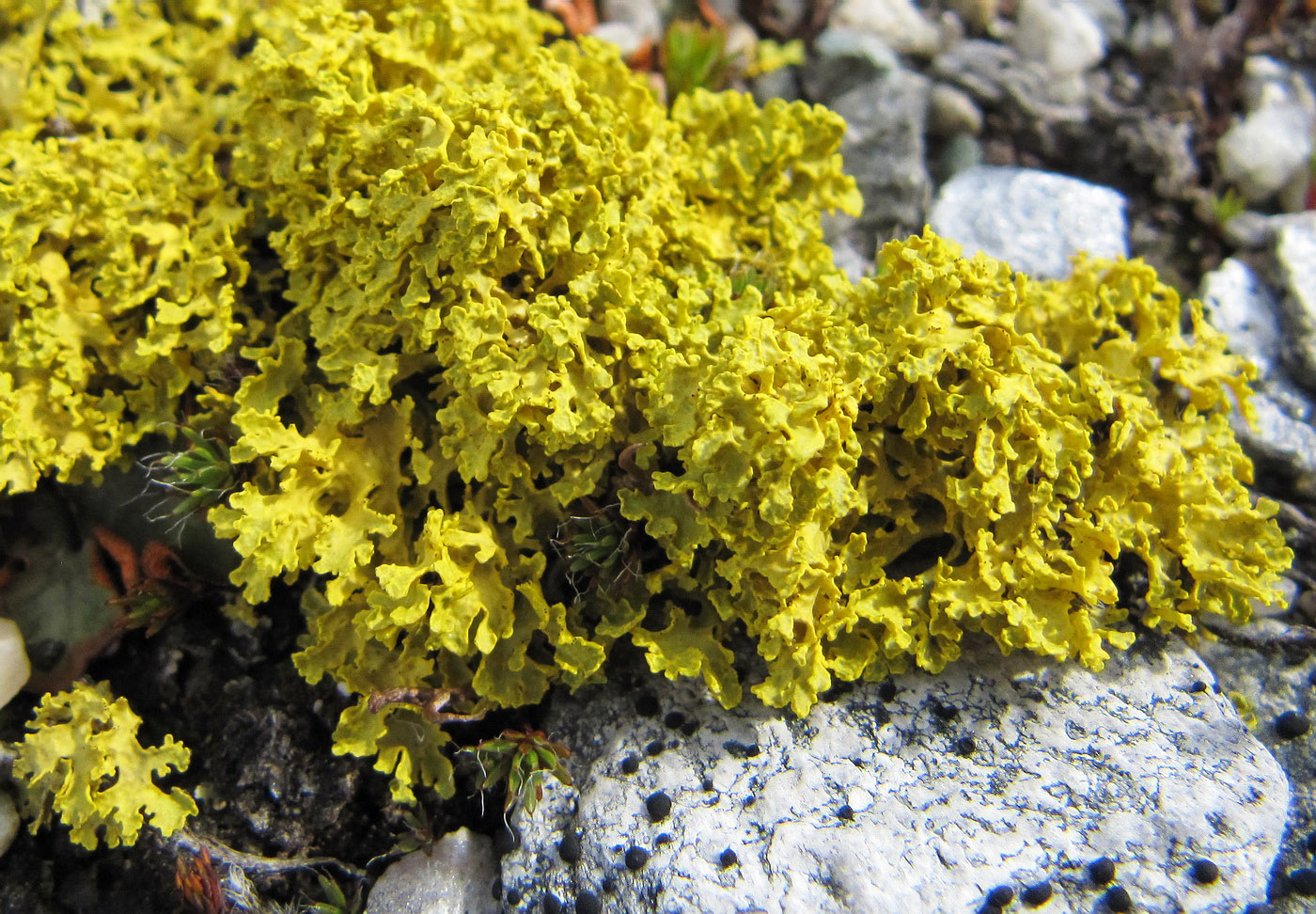 Image of Vulpicida tilesii specimen.