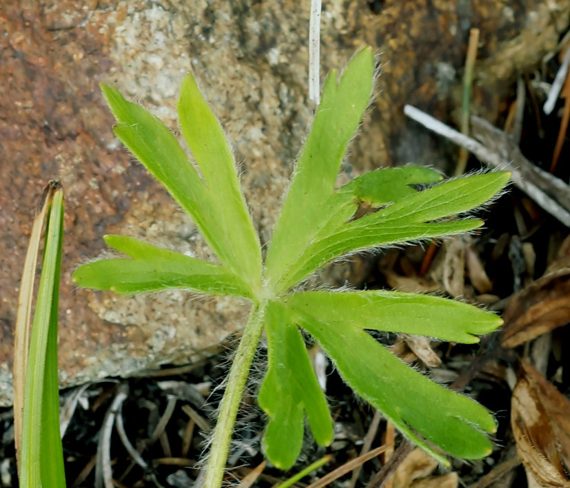 Image of Anemonastrum sibiricum specimen.