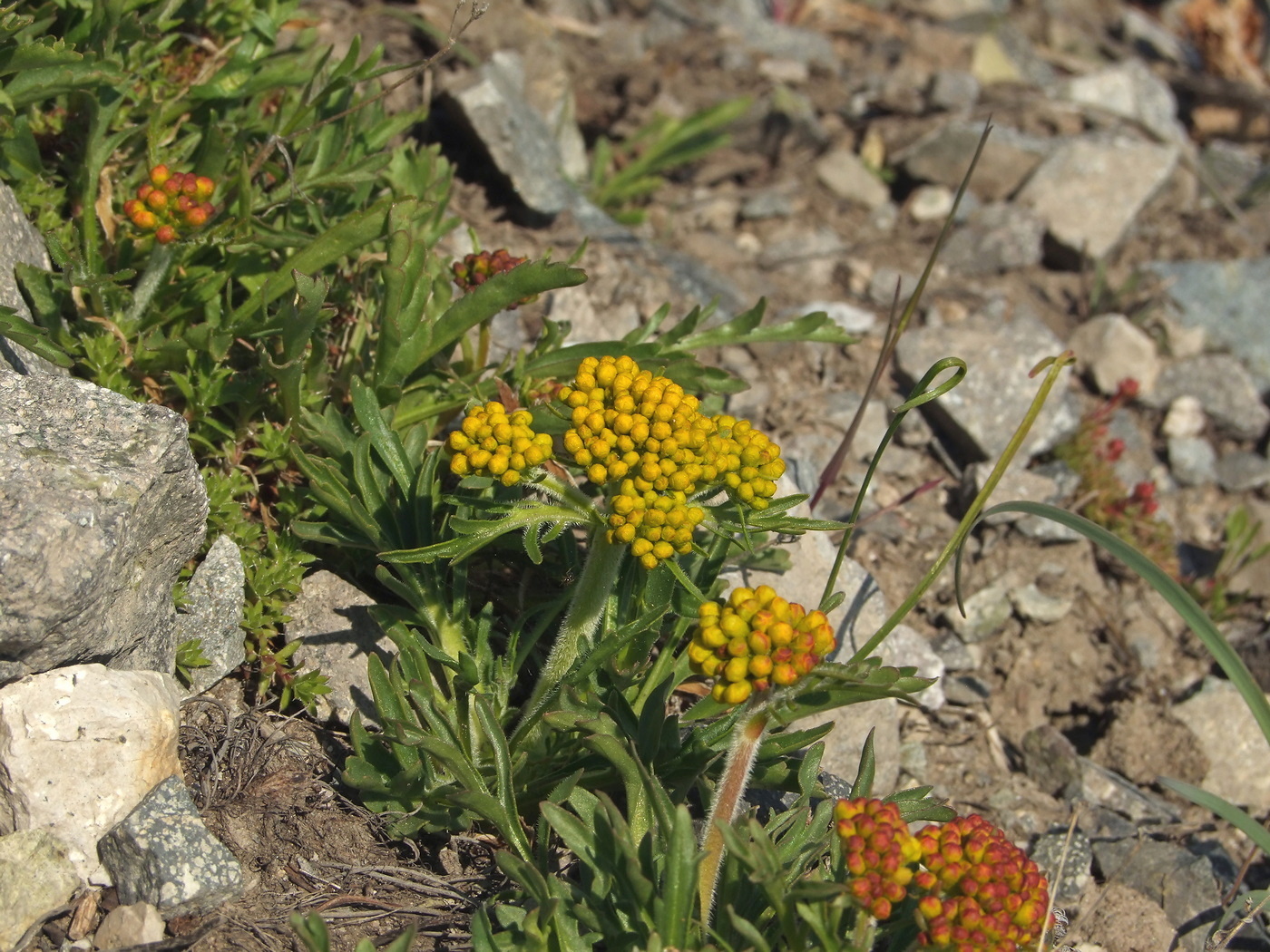 Image of Patrinia sibirica specimen.