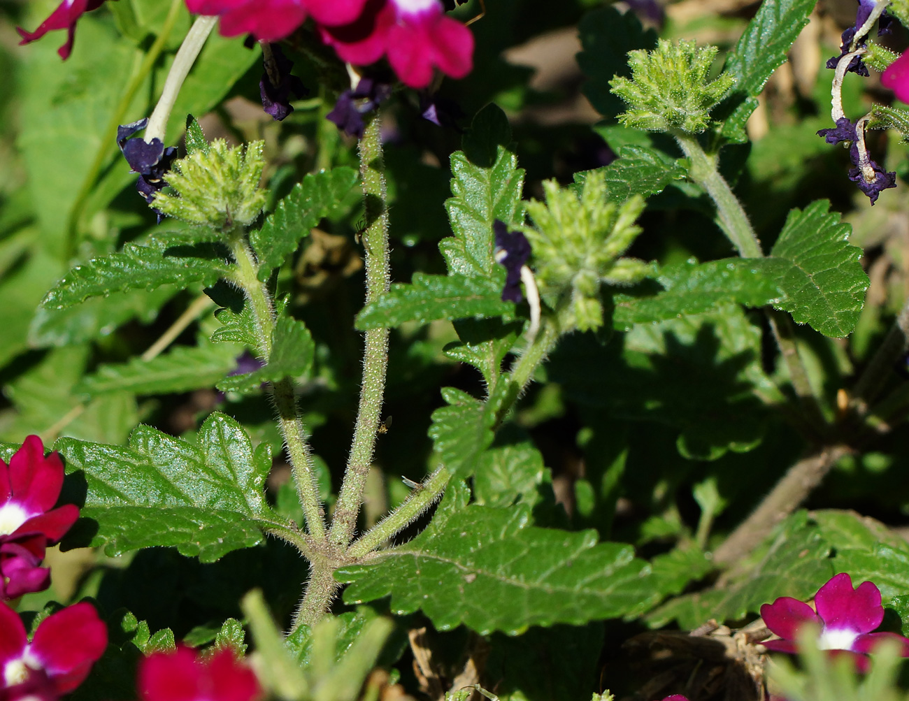 Image of Glandularia × hybrida specimen.