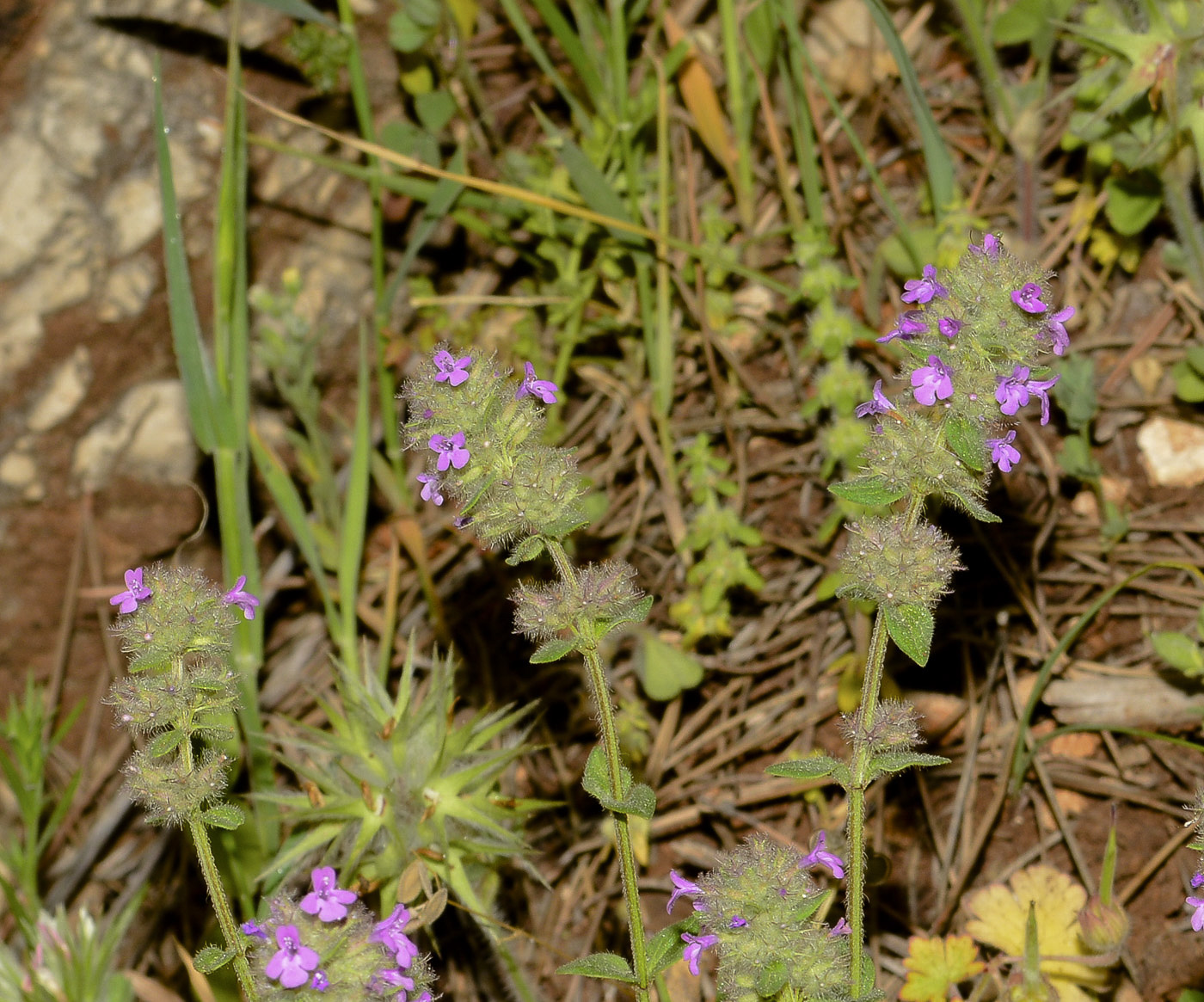 Image of Micromeria nervosa specimen.