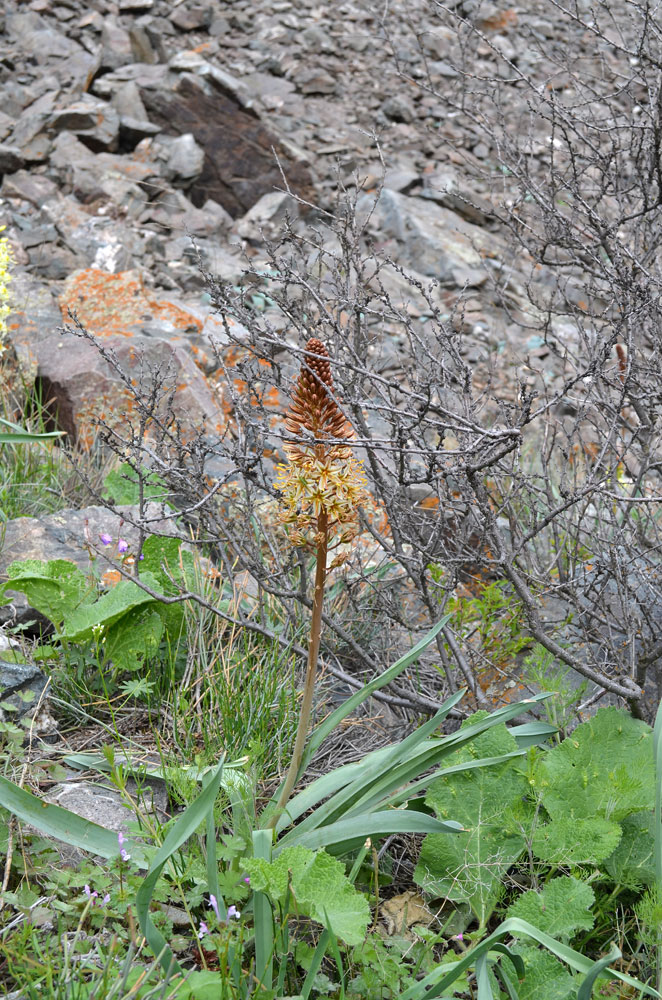 Image of Eremurus × decoloratus specimen.