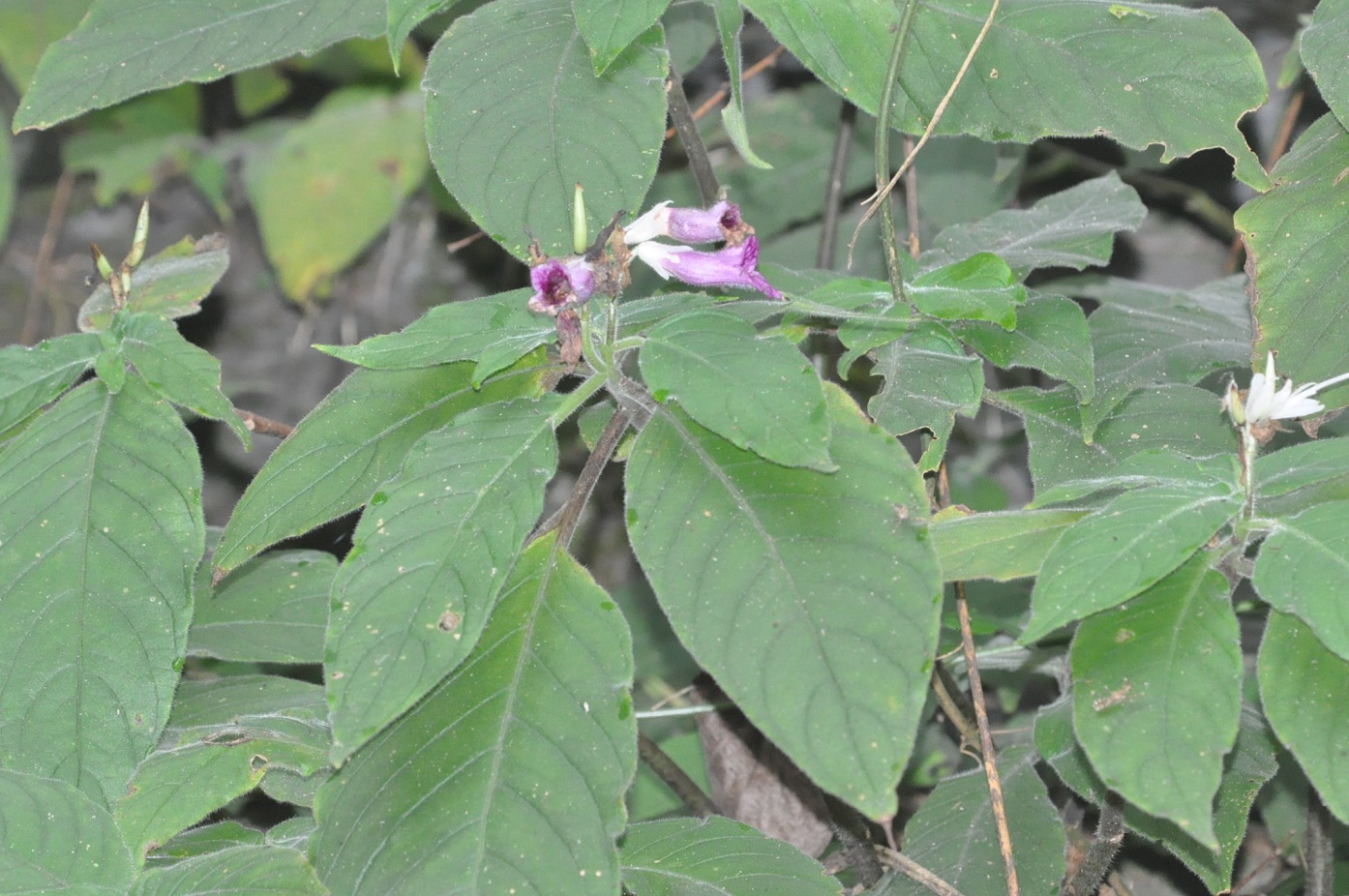 Изображение особи род Ruellia.