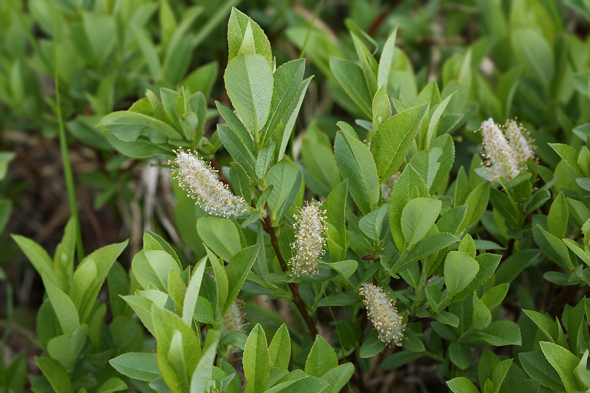 Изображение особи Salix hastata.