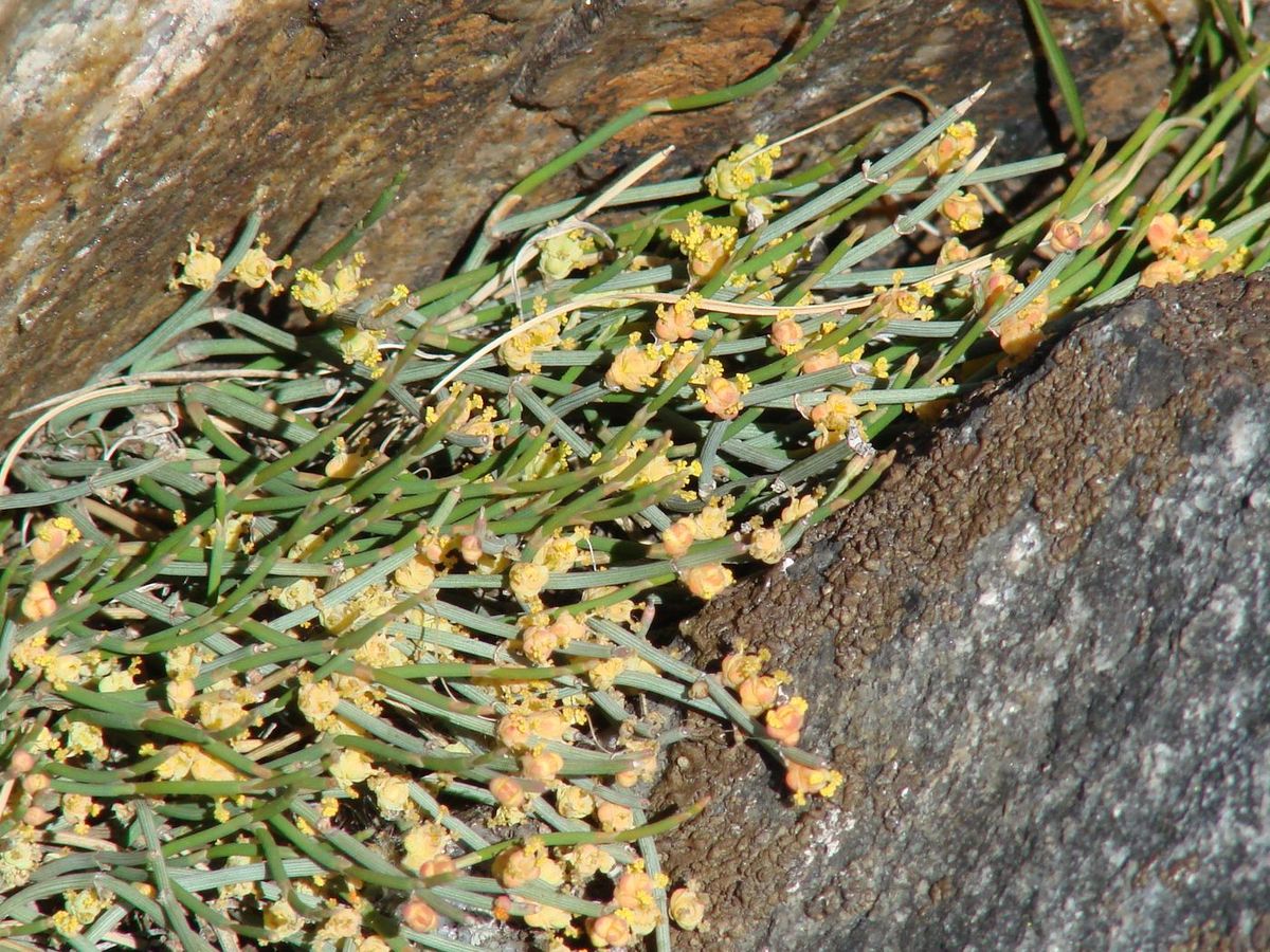 Image of Ephedra monosperma specimen.