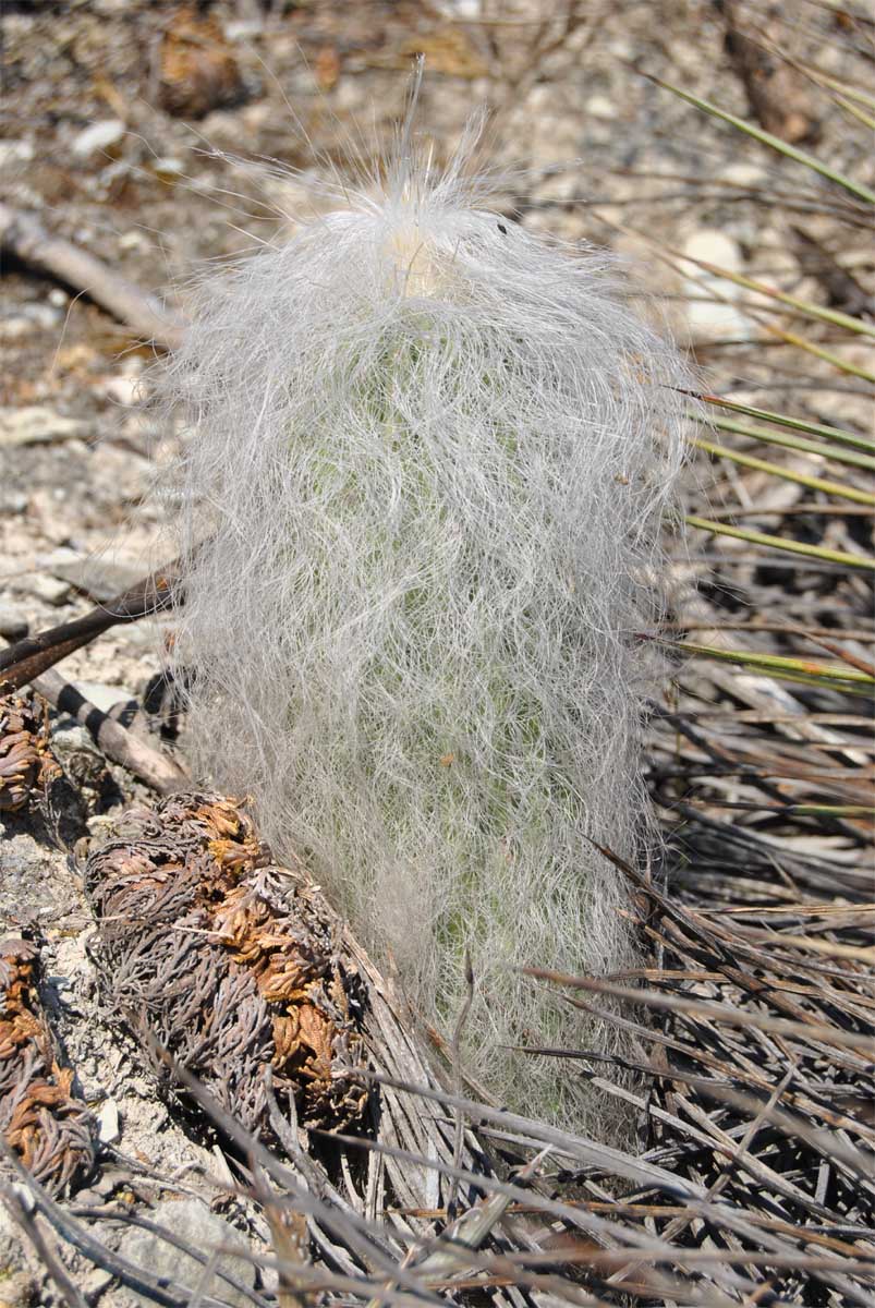 Изображение особи Cephalocereus senilis.