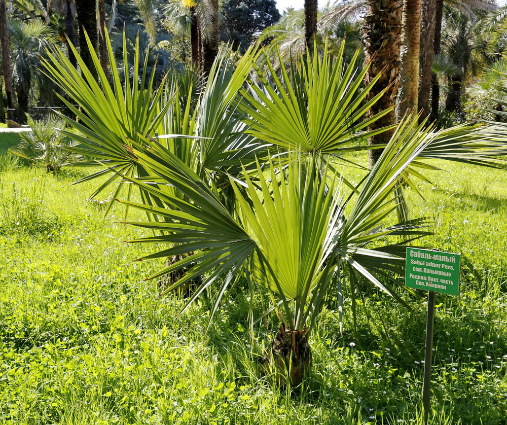 Image of Sabal minor specimen.