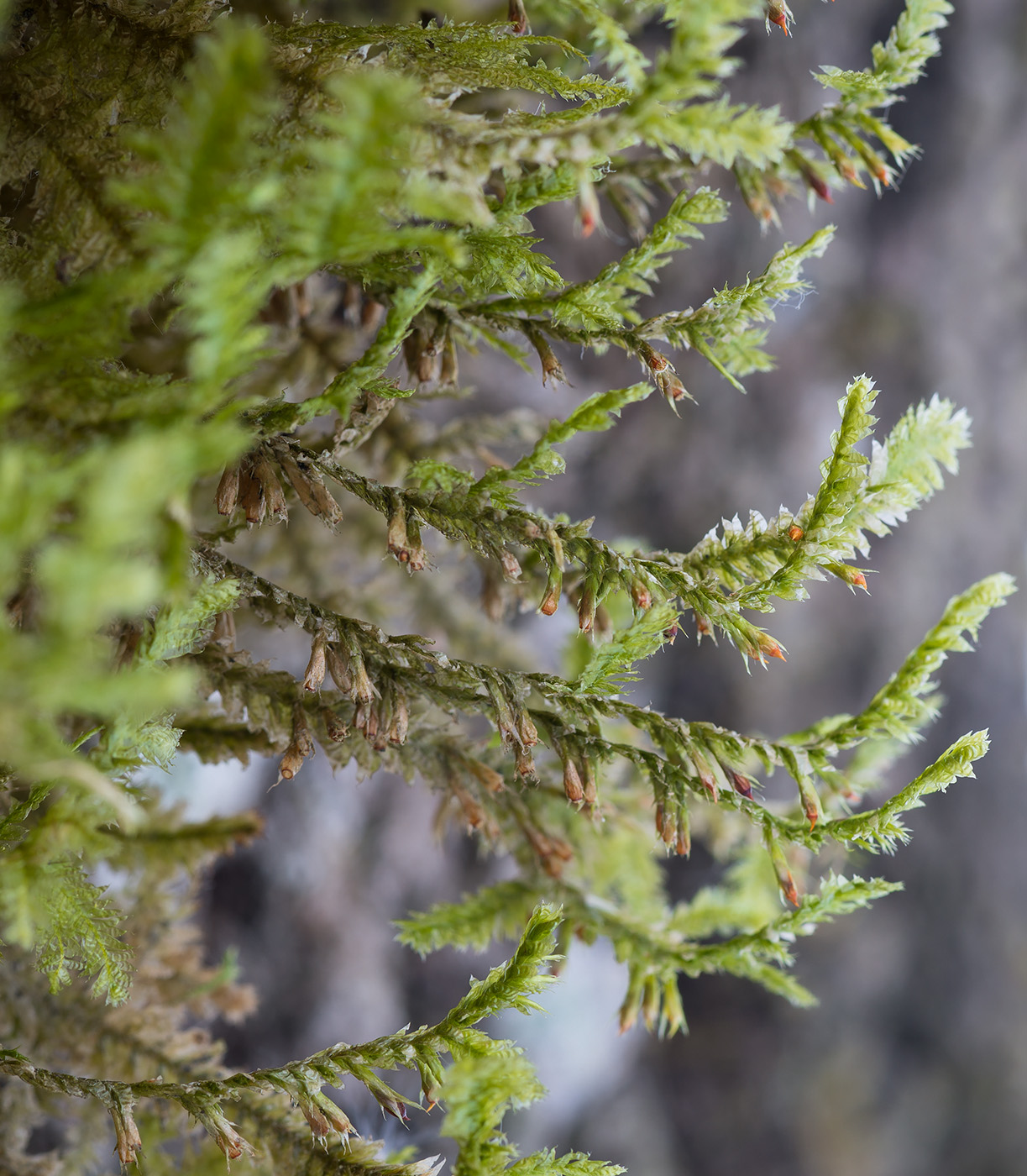 Image of Neckera pennata specimen.