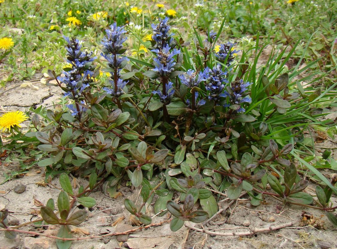 Image of Ajuga reptans specimen.