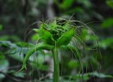 Tacca leontopetaloides. Распускающееся соцветие. Малайзия, о-в Калимантан, национальный парк Бако, опушка прибрежного леса. 11.05.2017.