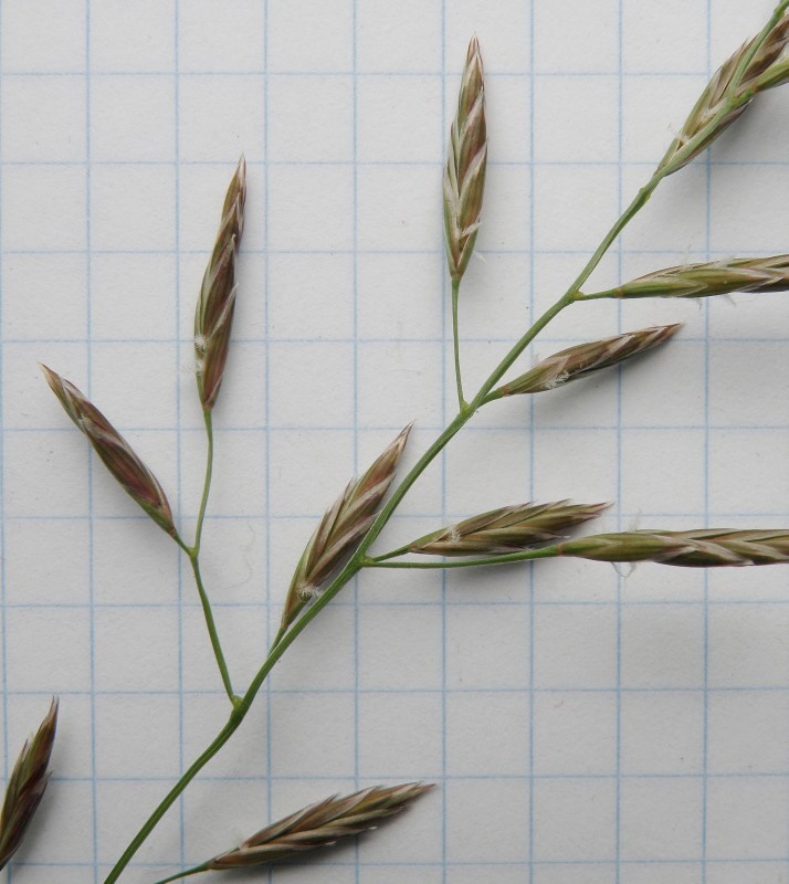 Изображение особи Festuca pratensis.