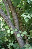 Crataegus chrysocarpa разновидность blanchardii. Часть ствола. Узбекистан, г. Ташкент, Ботанический сад им. Ф.Н. Русанова. 01.10.2010.