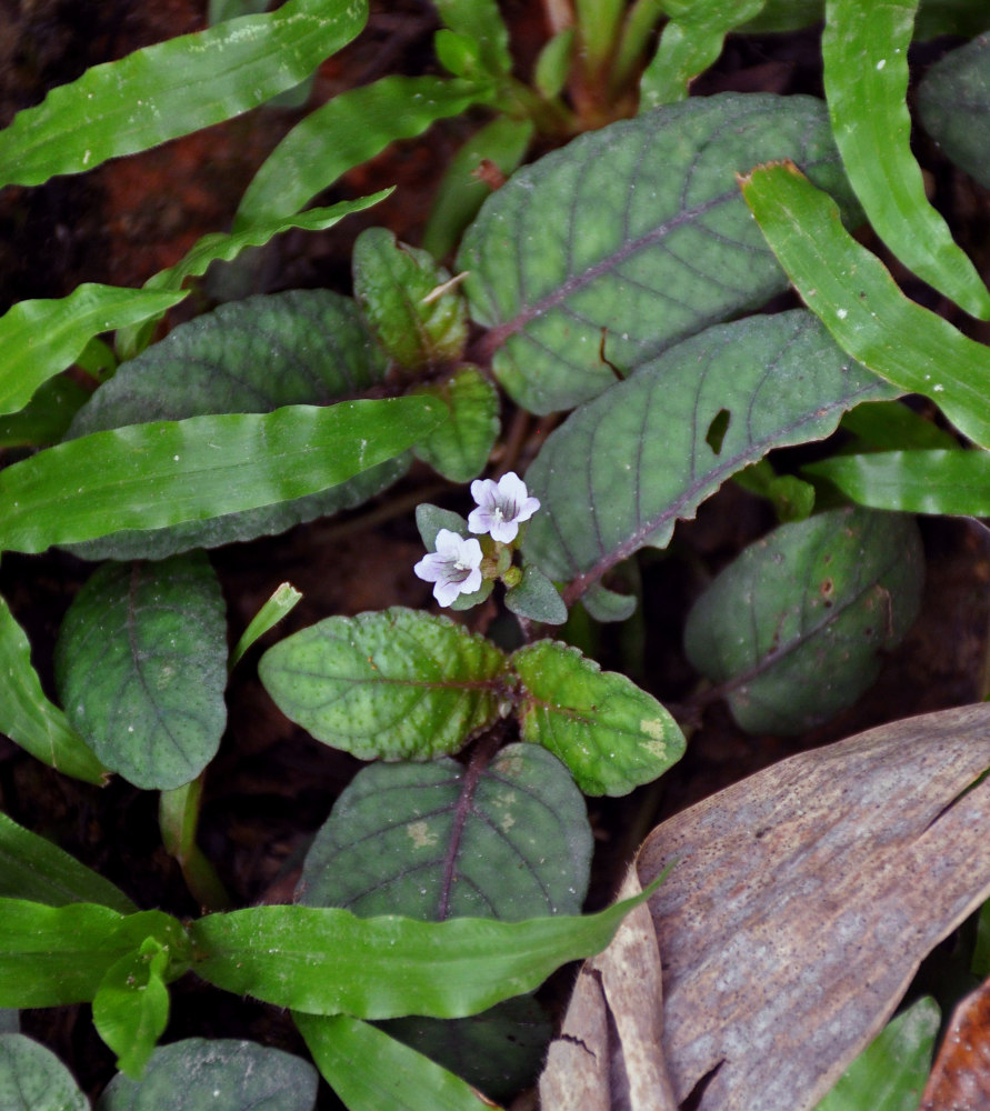 Image of Hemigraphis alternata specimen.