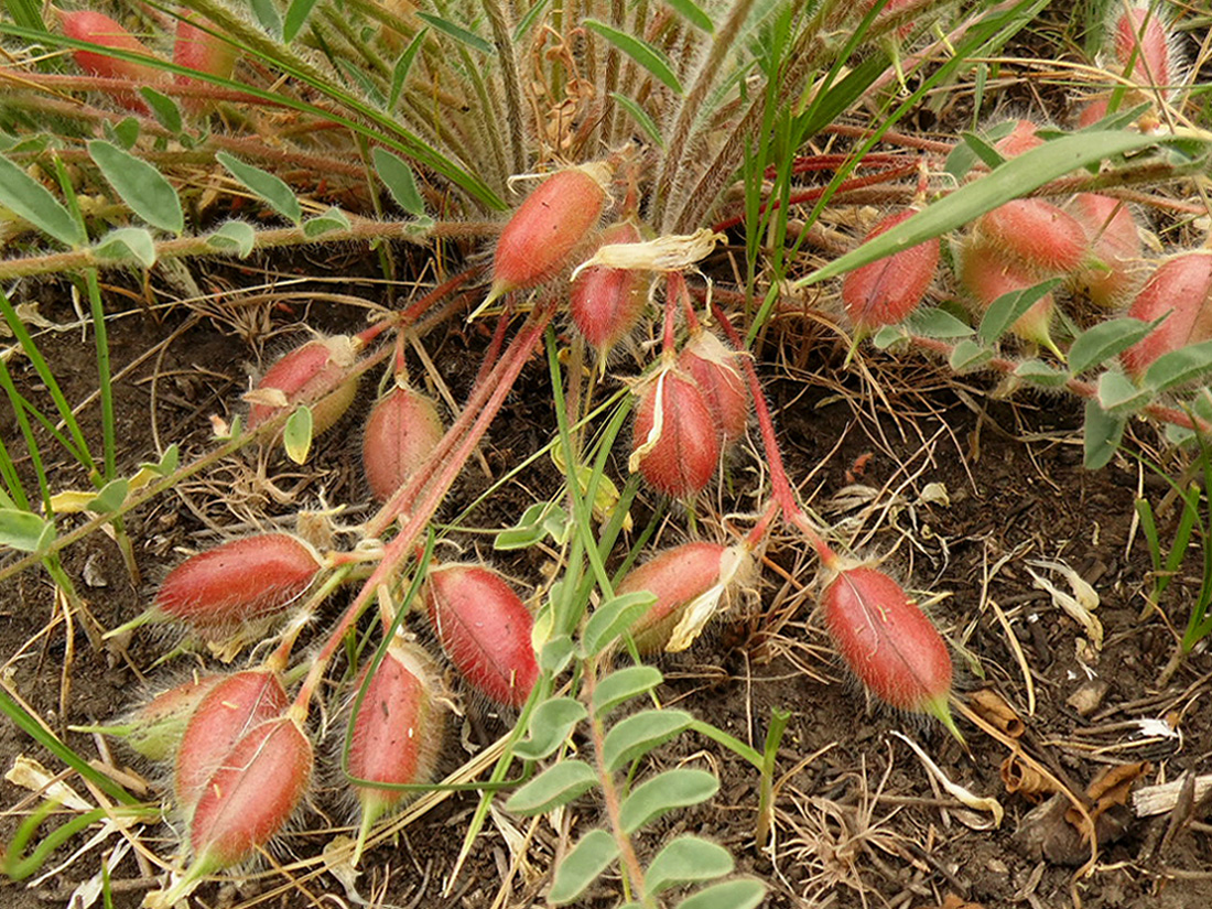 Изображение особи Astragalus henningii.