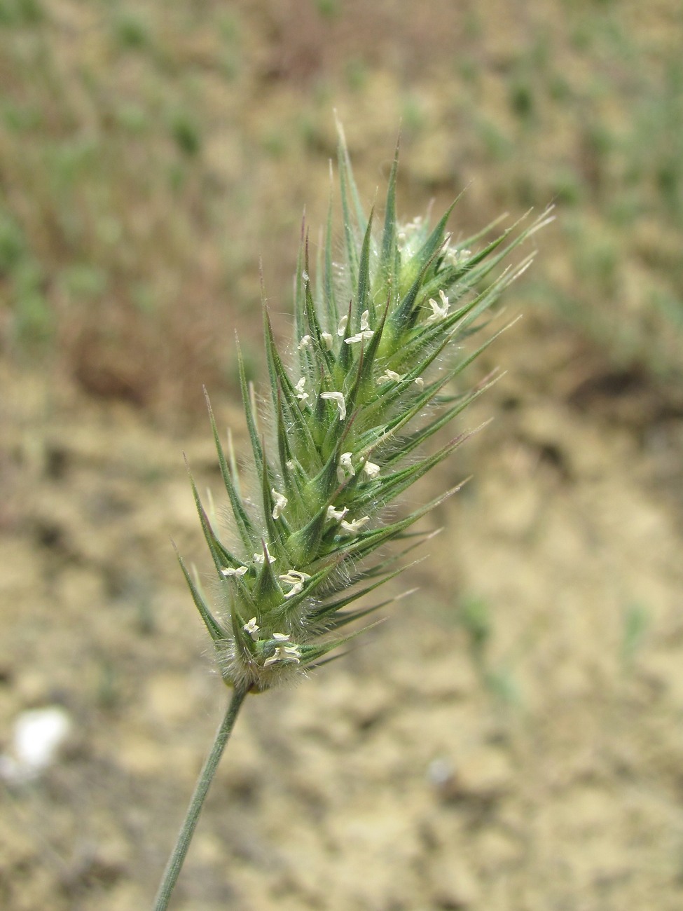 Изображение особи Eremopyrum orientale.