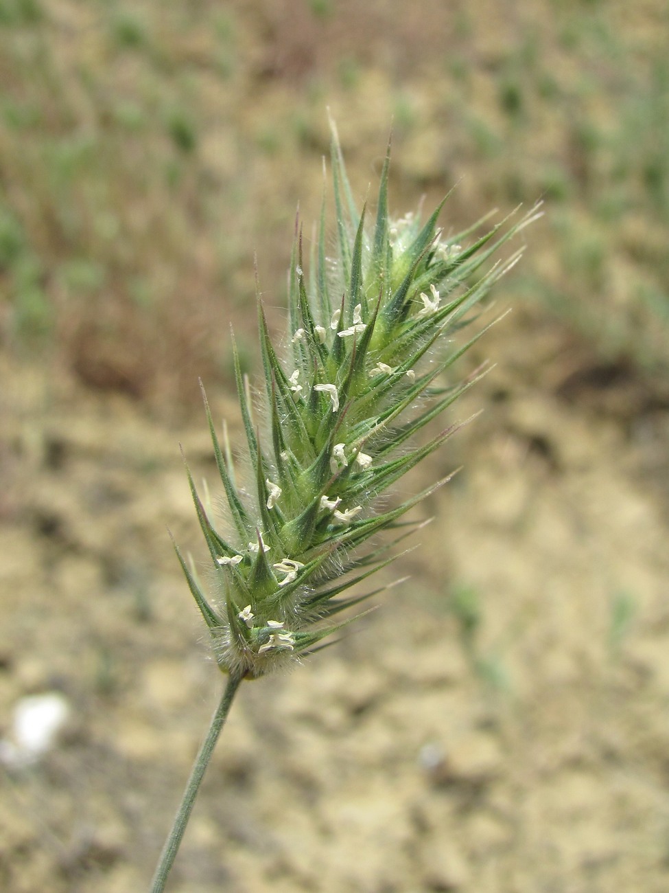 Image of Eremopyrum orientale specimen.