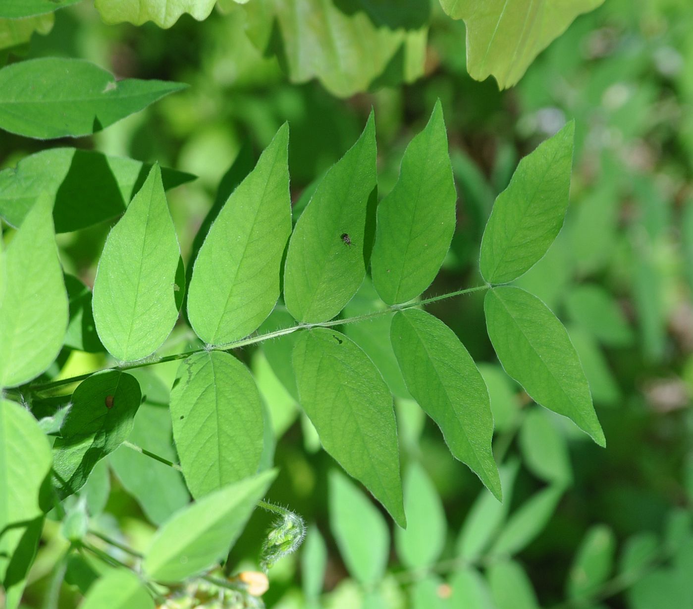 Image of Vicia crocea specimen.