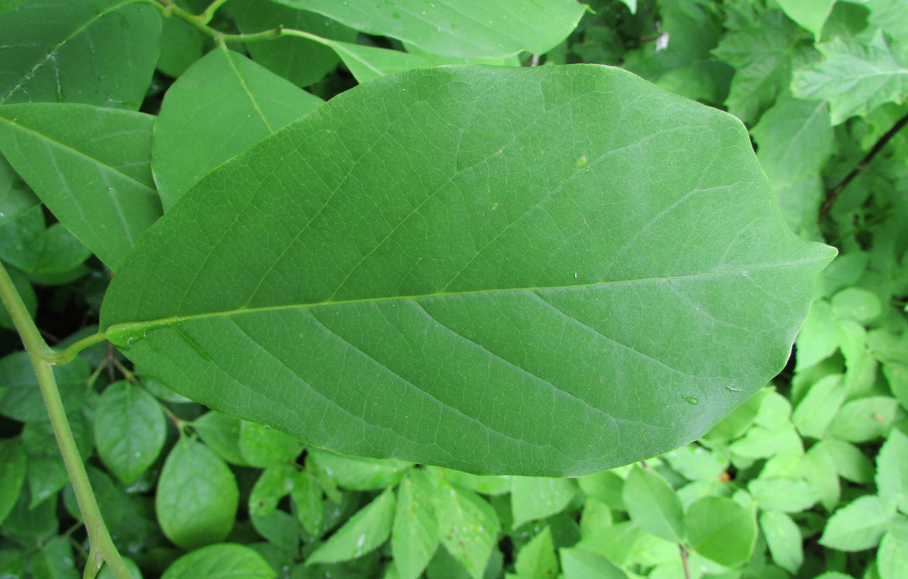 Image of Magnolia cylindrica specimen.